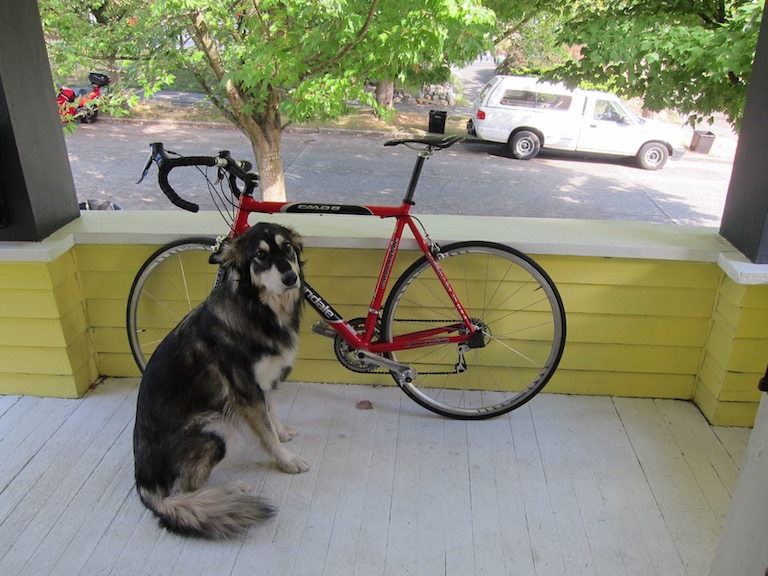 dog-car.jpg